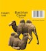Bactrian Camel 2x CMK-f48401