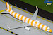 Airbus A321 Condor D-AIAD  sunshine / yellow stripes 