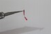 3D Remove Before Flight tags (66 tags) B3D-0002