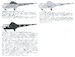Sikorsky S-51 Decals and figure (AMP) BB-43