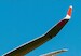 DG1000 20m Winglets (Brengun) BRL48174