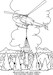 Chicken Wings My First Airplane Coloring Book  9781604617702