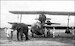 Asian Elephant  F48341