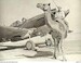 Dromedary 2x F48398