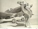 Bactrian Camel 2x F48401