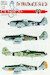 Focke Wulf FW190A-8/D-9 (JG54 & JG26) EAG7201