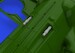 Messerschmitt BF109G-6 Gun Barrels (Tamiya) E648401