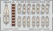 Detailset B26B Marauder Seatbelts (ICM) FED1455