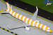 Airbus A321 Condor D-AIAD sunshine / yellow stripes