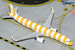 Airbus A321 Condor (new livery: yellow stripes/sunshine)