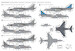 BAe Harrier GR7  48043