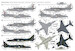BAe Harrier GR9  48044