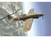 Macchi MC.205 Veltro