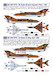 Czechoslovak Fishbeds, MiG21MA/MF in Czechoslovak, Czech and Slovak Service JBR44033