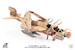 EA6B Prowler US Navy VAQ-133 Wizards, Afghanistan, 2007  JCW-72-EA6B-005