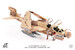 EA6B Prowler US Navy VAQ-133 Wizards, Afghanistan, 2007 JCW-72-EA6B-005