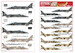 SEPECAT Jaguar A French AF KW148286