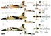 Aermacchi MB-339A 'African Users' KPM72526