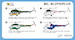 Mil Mi-2P/S/Plus Hoplite  ''Police and Medical Service' (2 kits included )  MKM144151