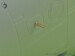 Panavia Tornado Pitot Tube & Angle Of Attack probe AM-32-033