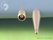 Supermarine Spitfire E wing early - Hispano 20mm & .50cal in fairings (two versions)  AM-48-005