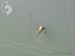 F-14 Alfa probe & Angle Of Attack probe  AM-48-007