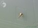 F-14 Alfa probe & Angle Of Attack probe AM-48-007