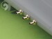 Curtiss P40E-N fairings with blast tubes for .50cal Browning (6pcs) AM-48-025