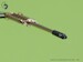 AH64 Apache M230 Chain gun Barrel, Pitot Tubes and tail antennae AM-48-125