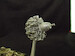 Gnome-Rhone 14K engine MDR3245