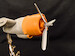Lockheed PV1 Ventura Cowling and Engine  MDR48252