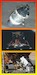Apollo 11 Lunar Landing Detail set CSM, LM and MESA (Dragon) NW201