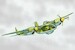 Arado Ar.E.500 Twin-boom attacker project