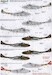 de Havilland Vampire T.55 Overseas Operators Part2