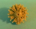 Pratt & Whitney R1340 Wasp (1x)