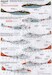 De Havilland Vampire T.55 Overseas Operators Part1