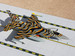 F16C Fighting Falcon USAF, Colorado ANG. "Tiger"