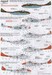 De Havilland Vampire T.55 Overseas Operators Part1