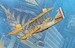 Curtiss H16 (US Licence Felixstowe F2a) EM UR0049