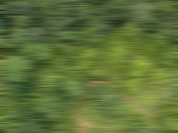 Scenic displays : Forest Speedblur  2018-4005