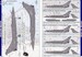 Rafale B/C/M Armee de l'air & Marine Standard markings (REVISED)  48-915V2